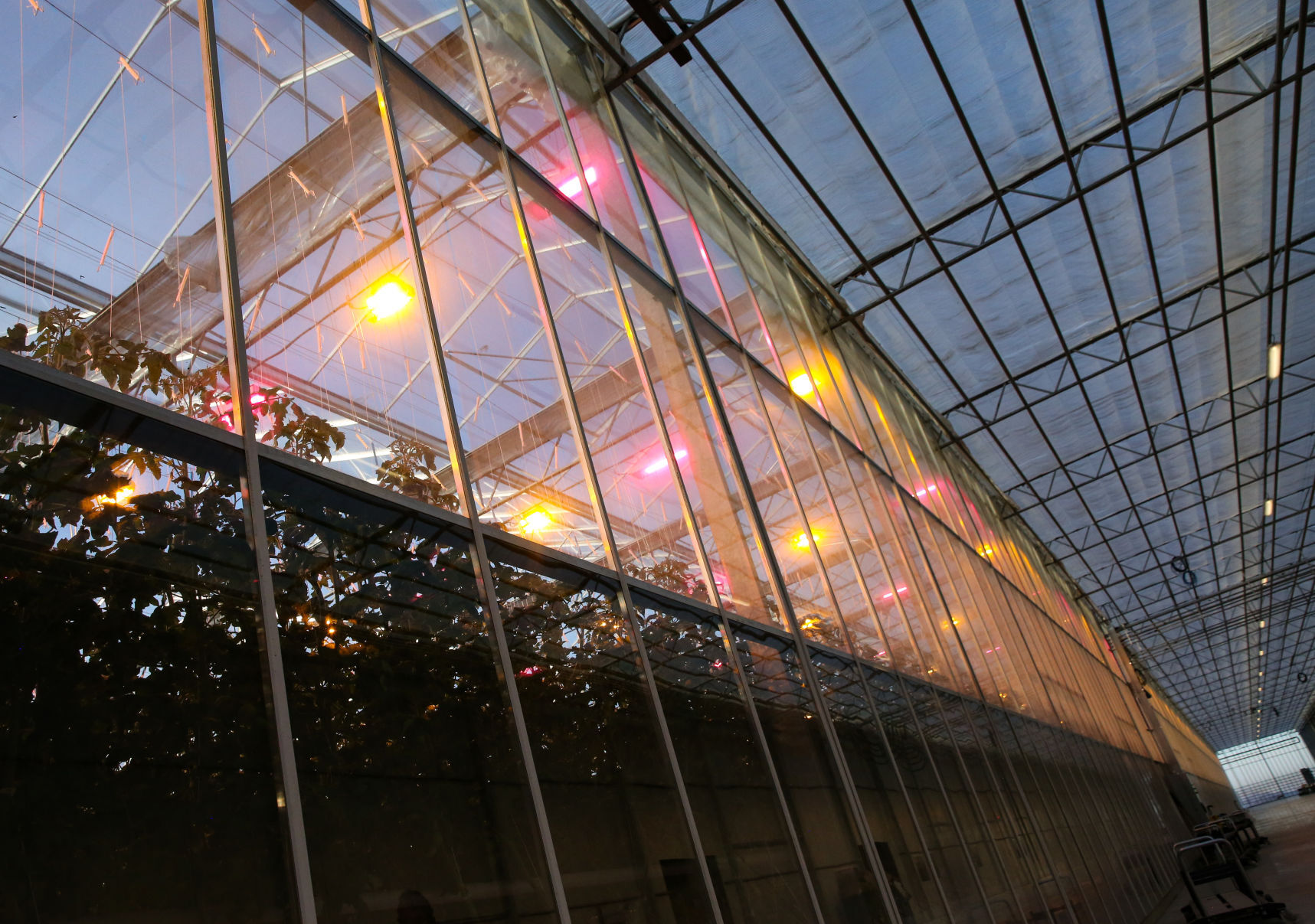 Bushel Boy Farms - Mason City tour lights